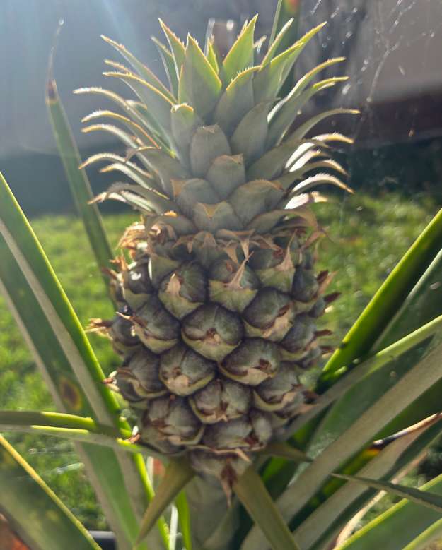 Pineapple2
