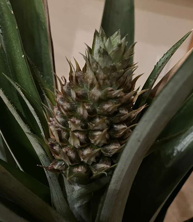 Pineapple5