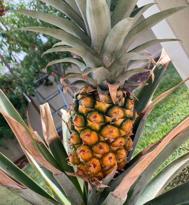 Pineapple5