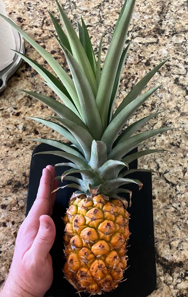 Pineapple5